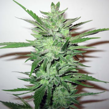 Photo of Chocolate Brûlée