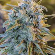Product image for Blue Dream Fem Seeds