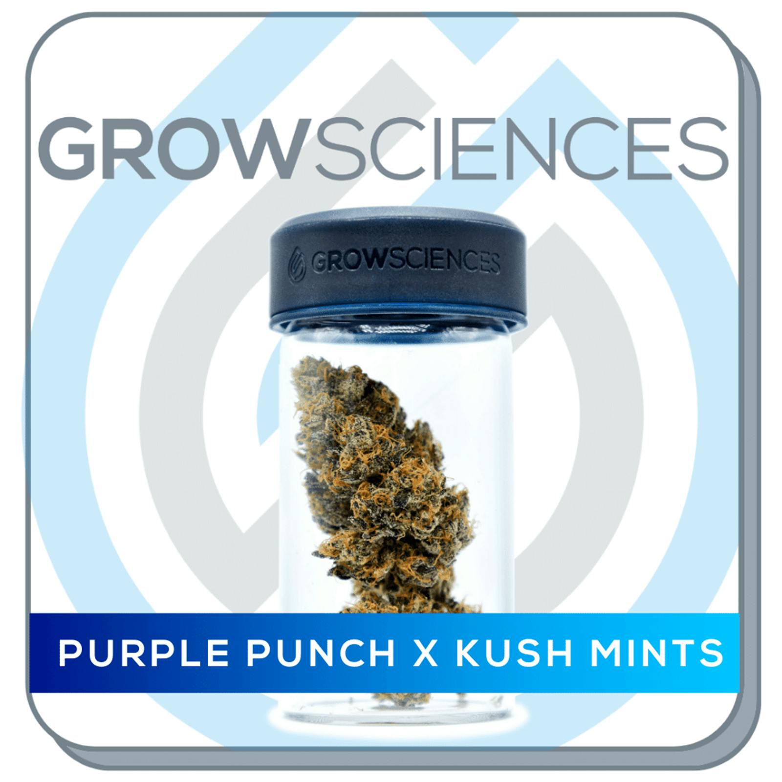 Grow Sciences Purple Punch x Kush Mints Leafly