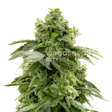 Product image for Bruce Banner Feminized Seeds