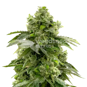 Photo of Bruce Banner Feminized Seeds