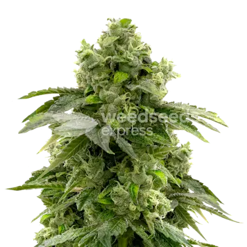 Photo of Bruce Banner Feminized Seeds