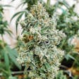 Product image for Blue Dream Feminized Seeds