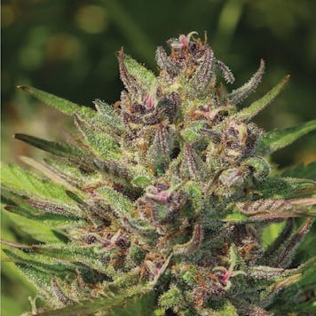 Photo of PPD Feminized Seeds 10-pack