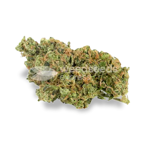 Photo of AK 47 Feminized Seeds