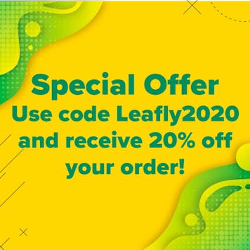 Photo of CBD Oil Super Omega Chocolate Bar