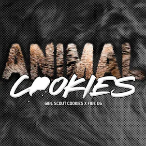 Photo of Animal Cookies