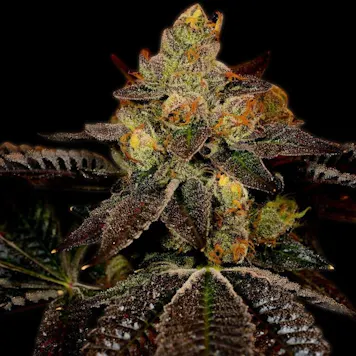 Photo of Wedding Cake Feminized