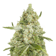 Product image for Super Lemon Haze Feminized Seeds