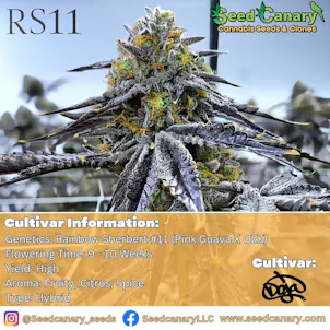 Photo of RS11 - (Doja Pak Cut) Rooted Clone