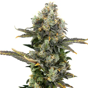 Photo of King Cone (Hybrid)