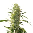 Product image for Girl Scout Cookie XTRM Feminized