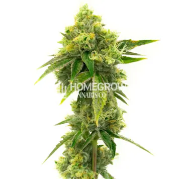Photo of Northern Lights #10 Feminized