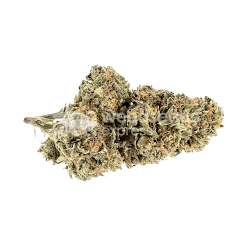 Photo of Chocolate Thai Feminized Seeds