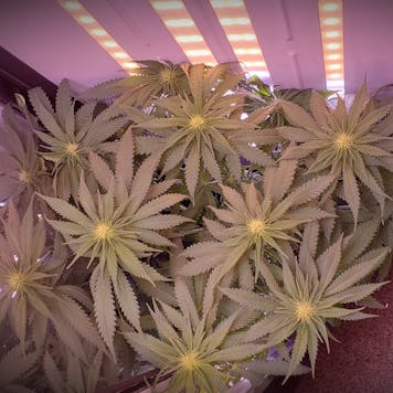 Photo of Model Z Automated Grow Box