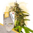 Product image for Lava Cake Automatic by Zamnesia Seeds