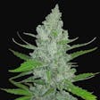 Product image for Sour Diesel Feminized Cannabis Seeds