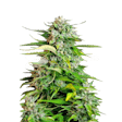 Product image for Critical Feminized Seeds