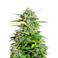 Critical Feminized Seeds