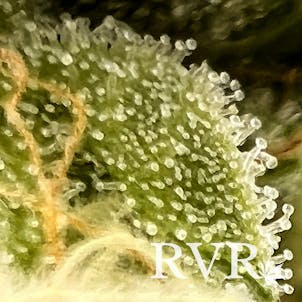 Photo of River Valley OG Kush