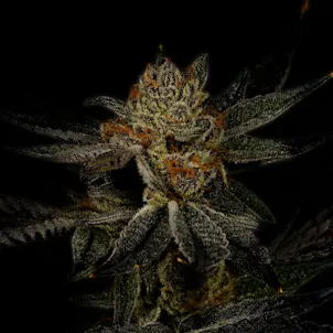Photo of Bubba Kush Autoflower