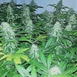 Product image for Quebec Super Skunk Cannabis Seeds Feminized
