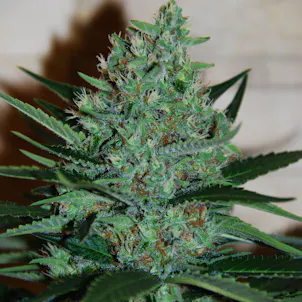 Photo of Fruity Chronic Juice