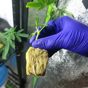 Photo of White Truffle(Beleaf Cut) Rooted Clone