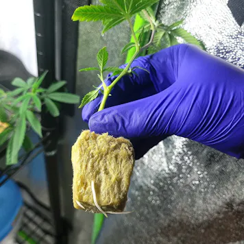 Photo of White Truffle(Beleaf Cut) Rooted Clone