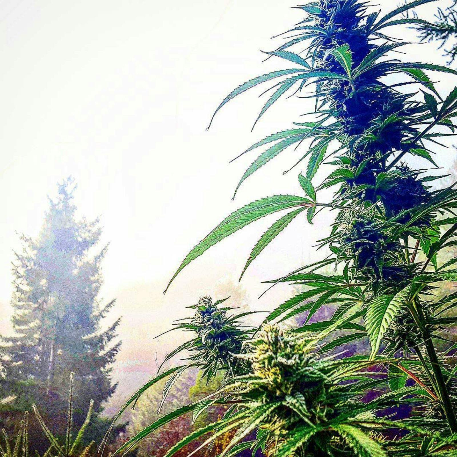 Equilibrium African Jack Leafly