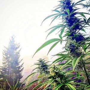 Photo of African Jack