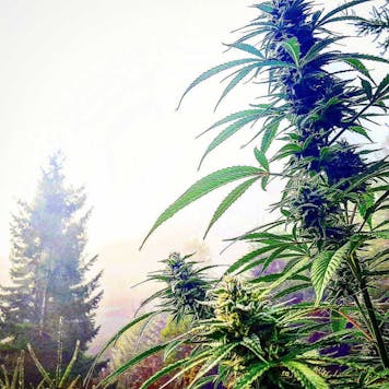 Photo of African Jack