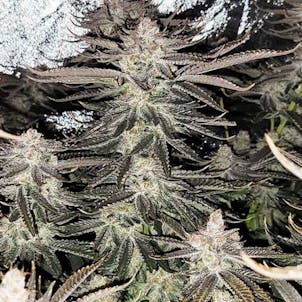 Photo of Purple Punch Feminized