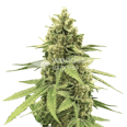 Humboldt Feminized Seeds