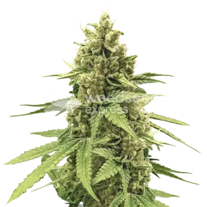 Photo of Humboldt Feminized Seeds