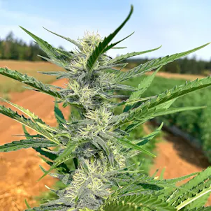 Photo of Certified Organic Bulk Hemp Tea