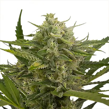 Photo of Master Kush Feminized