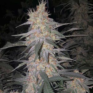 Photo of Nelson’s Ledges