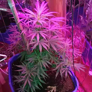 Photo of BUBBLEGUM SEEDS