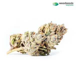 Photo of Zkittlez Autoflower Seeds