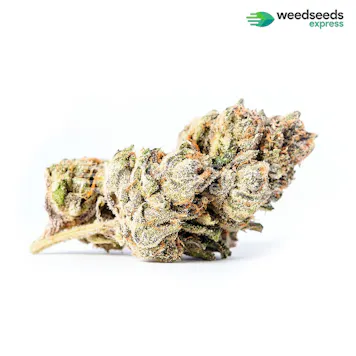 Photo of Zkittlez Autoflower Seeds