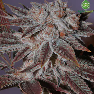 Photo of Alphakronik Genes - Jackpot Royale seeds