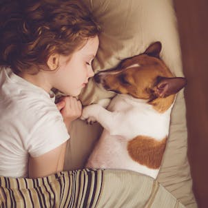 Photo of Premium CBD Dog Treats