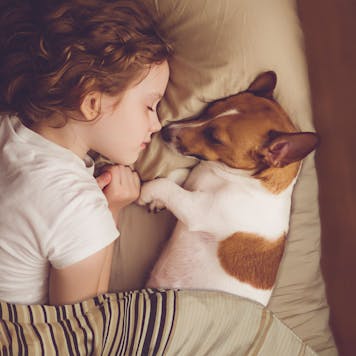 Photo of Premium CBD Dog Treats