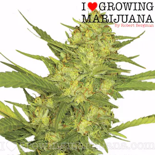 Photo of Sour Diesel Feminized