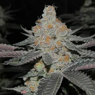 Photo of Gushers Feminized Cannabis Seeds