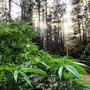 Photo of OG Malawi Dawg