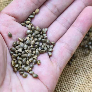 Photo of Bruce Banner Seeds - Autoflower