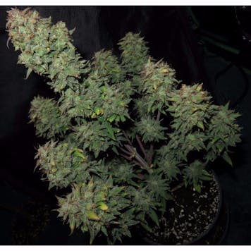 Photo of GSC (f.k.a. Girl Scout Cookies)