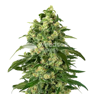 Photo of Girl Scout Cookies Autoflower Seeds
